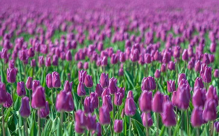 Tulipes pourpres, champ de fleurs, flou, violet, tulipes, fleurs, champ, flou, Fond d'écran HD