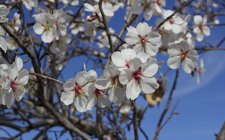 flowers, blossoming backgrounds, almond tree, Spring, download 3840x2400 flowers, HD wallpaper
