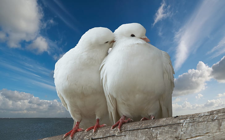 Pigeons in Love, 2 white doves, dove, white birds, HD wallpaper