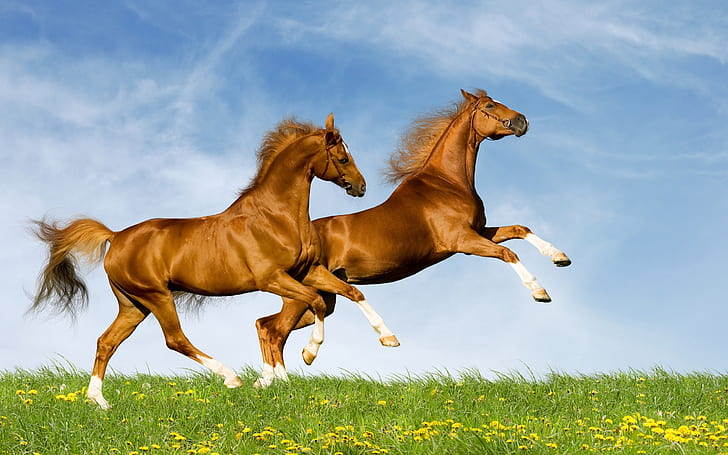 Два коня, двама, кон, HD тапет
