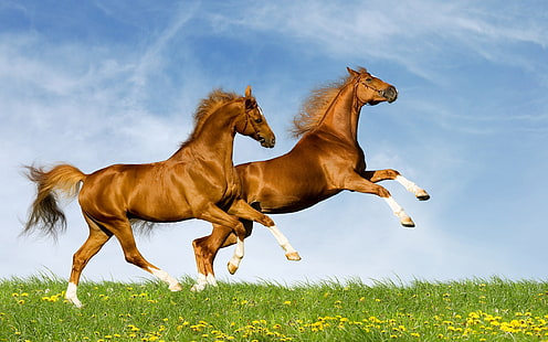 Two horses, Two, Horse, HD wallpaper HD wallpaper