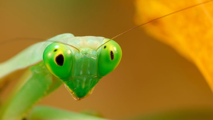 Fotografi makro mantis hijau, Hijau, mantis, Makro, Fotografi, Wallpaper HD
