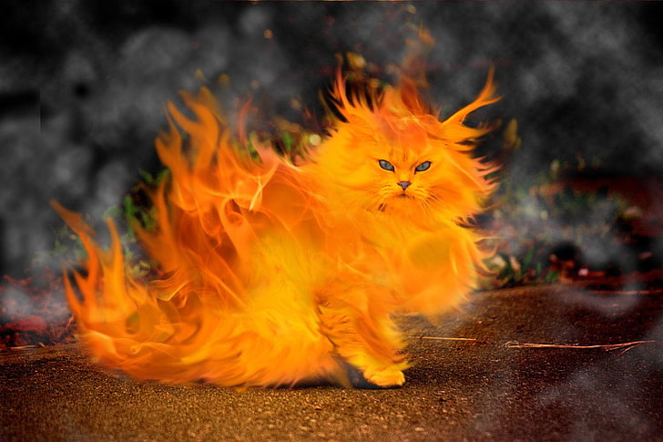 orange cat, Artistic, Elemental, Cat, Fire, HD wallpaper