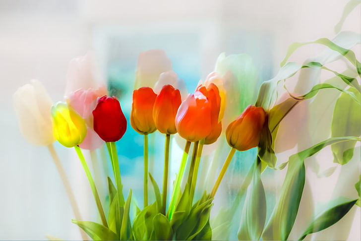 tulipas, flores, plantas, HD papel de parede