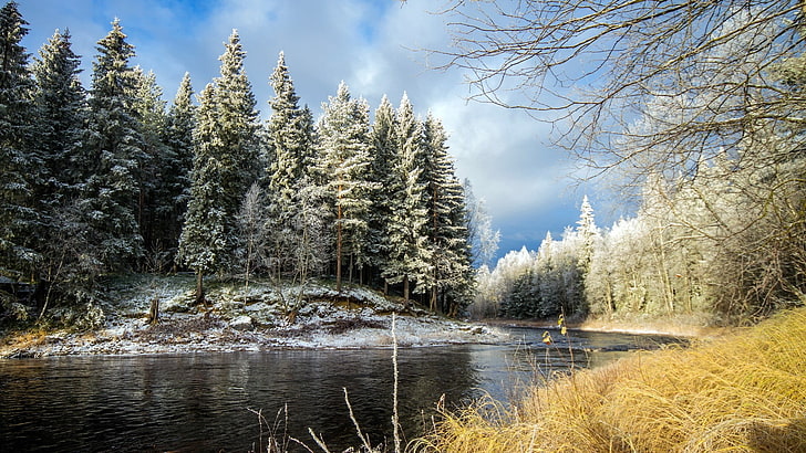 river and green trees, nature, river, forest, trees, snow, winter, landscape, HD wallpaper
