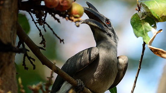 Nashornvogel, HD-Hintergrundbild HD wallpaper