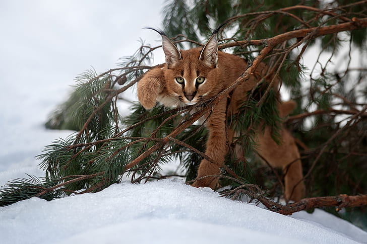 snow, branches, cub, kitty, lynx, wild cat, Caracal, HD wallpaper