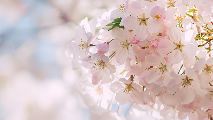 весна, цветок, цвести, вишня, лепесток, HD обои