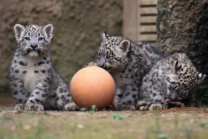 üç vahşi yavru kedi, kar leoparı, top, yavrularını, oyun, HD masaüstü duvar kağıdı