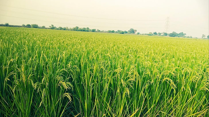 Индия, Бихар, Наланда, Малаван, Азия, зеленый, трава, луга, поле, рисовые поля, HD обои