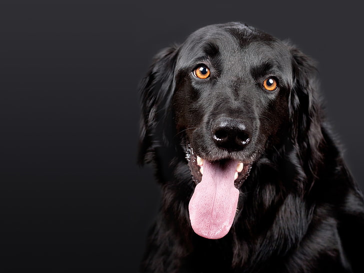 Labrador retriever negro, hovawart, perro, hocico, lengua negra y protuberante, Fondo de pantalla HD