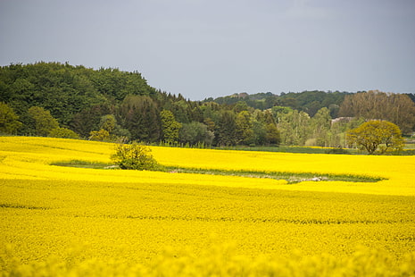 landscape photography of yellow plants near trees during daytime, Yellow, field, landscape photography, plants, daytime, canola, countryside, landskap, rapeseed, raps, tree, träd, exif, aperture, ƒ / 7, camera, iso_speed, model, canon eos 100d, geo:location, lens, ef, s18, f/3.5, focal_length, mm, oilseed Rape, nature, agriculture, rural Scene, flower, landscape, summer, outdoors, HD wallpaper HD wallpaper
