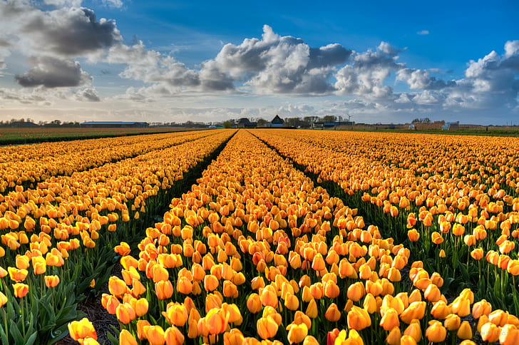 landscape photography of yellow petaled flowers, tulips, tulips, Rows, golden, tulips, landscape photography, yellow, flowers, 35mm, D750, Dutch, Europe, HDR, Nederland, Nederlands, Nikkor, Nikon, Noord-Holland, Netherlands, bloem, bloemen, clouds, flower  flower, flower fields, flowerbed, landscape, lucht, nature, natuur, plant, skies, sky, tulip, tulipa, tulp, wolken, flower, springtime, field, agriculture, summer, beauty In Nature, multi Colored, outdoors, red, rural Scene, flower Head, blue, season, HD wallpaper