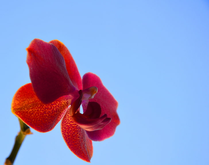 Orchid, pink moth orchid flower during daytime in selective focus photography, Nature, Flowers, HD wallpaper
