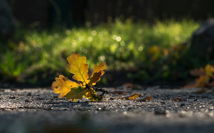 Leaf Macro Autumn HD, природа, макро, есен, лист, HD тапет