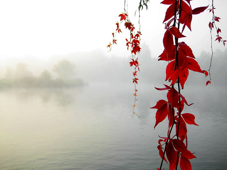 نهر ، أوراق الشجر، خلفية HD