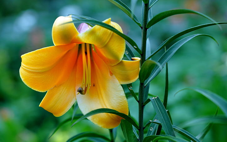 Lily Kuning Cantik, lily, lily kuning, Wallpaper HD