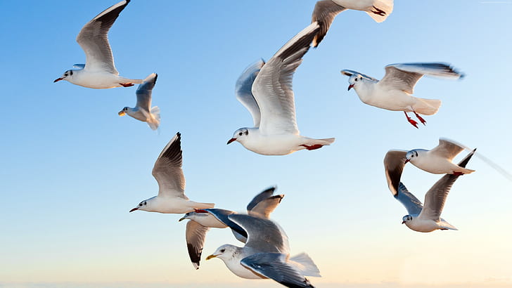 Seagulls flying, flock of seagull, Seagulls, Flying, HD wallpaper