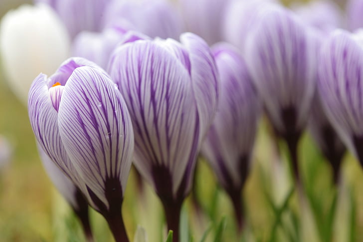 白と紫の花びらの花、クロッカス、クロッカス、白、紫、花、クロッカス、ストライプ、マクロ、クローズアップ、芝生、庭、自然、植物、チューリップ、春、クローズアップ、花頭、自然の美しさ、花びら、 HDデスクトップの壁紙