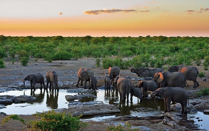 group of gray elephants, elephants, water, thirst, grass, trees, sky, HD wallpaper