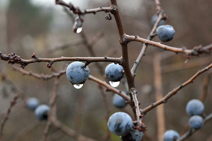 blueberries, blackthorn, berries, branches, drops, HD wallpaper