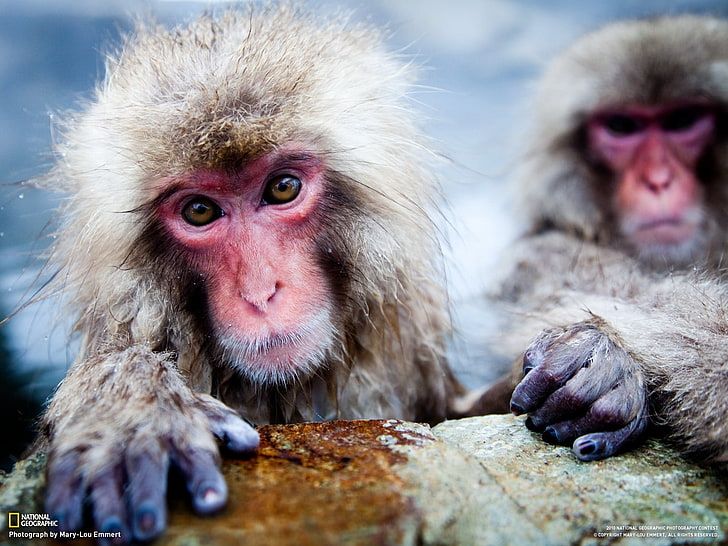 scimmia della neve marrone e rossa, National Geographic, macachi, animali, scimmia, Sfondo HD