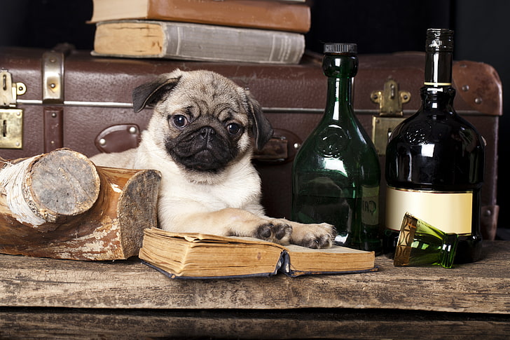 adult fawn pug, dog, pug, books, still life, HD wallpaper