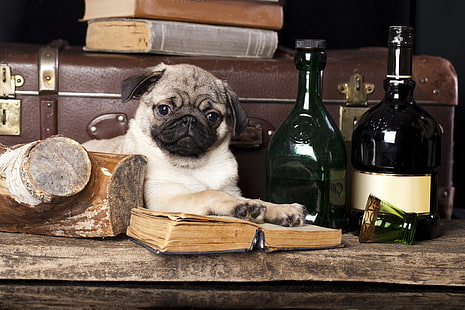 adult fawn pug, dog, pug, books, still life, HD wallpaper HD wallpaper