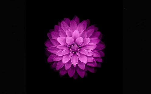 carta da parati fiore rosa dalia, fiore, mela, petali, fioletowy, sfondo nero, iOS 8, Sfondo HD HD wallpaper