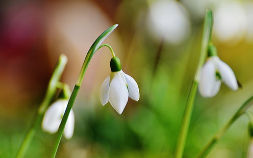 خلفية Snowdrop bokeh-Spring Flowers HD، خلفية HD HD wallpaper