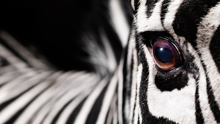 black and white fur textile, animals, macro, zebras, HD wallpaper