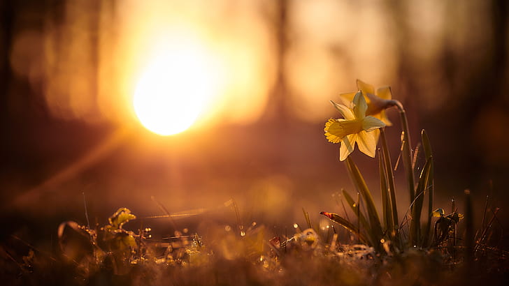 the sun, rays, light, sunset, flowers, nature, background, glade, spring, yellow, daffodils, bokeh, HD wallpaper