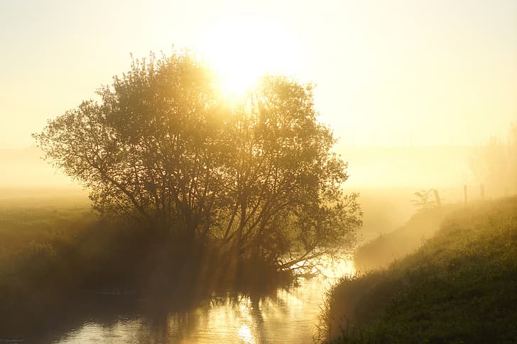the sun, rays, light, fog, river, sunrise, tree, dawn, HD wallpaper