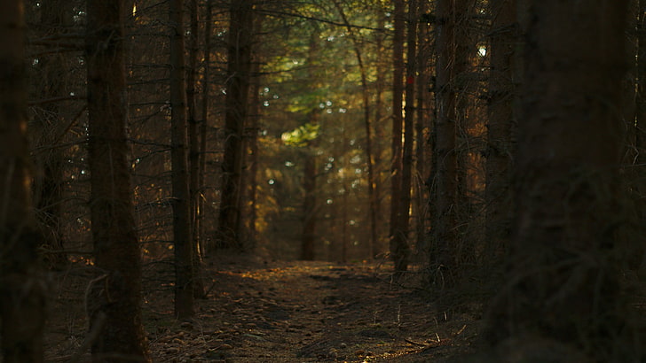 ป่าต้นไม้เส้นทาง, วอลล์เปเปอร์ HD