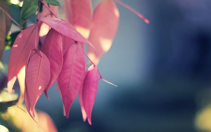 red leafed tree, nature, blurred, macro, leaves, plants, HD wallpaper