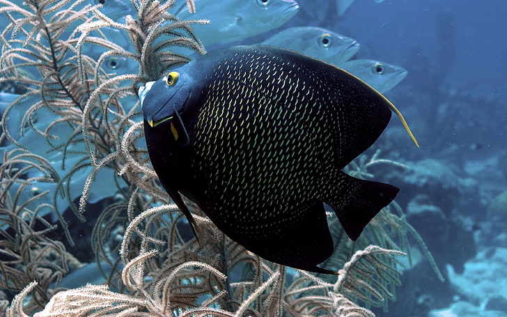 Big Black Exotic Fish Wallpaper Hd, Fondo de pantalla HD