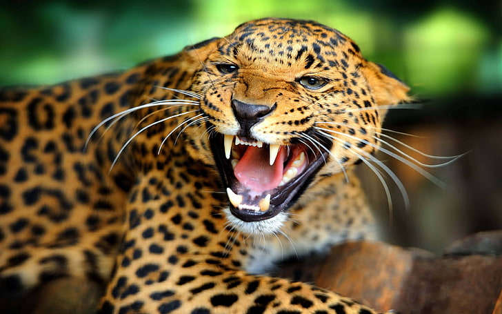 Kızgın leopar keskin dişleri gösterir Hd duvar kağıdı, HD masaüstü duvar kağıdı