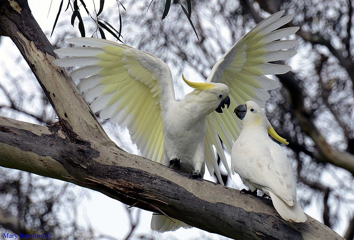 Birds, Sulphur-crested cockatoo, HD wallpaper