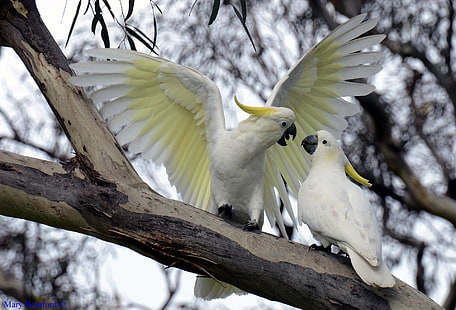Birds, Sulphur-crested cockatoo, HD wallpaper HD wallpaper