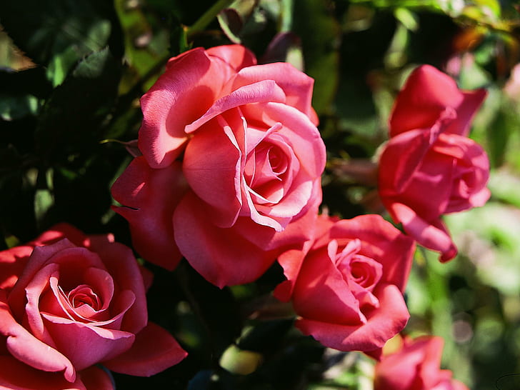 Artistry Rose, blomma, konstnärlig, sommar, ros, 3d och abstrakt, HD tapet
