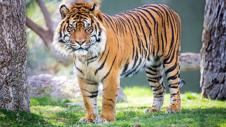 foto di tigre ad alta risoluzione, Sfondo HD