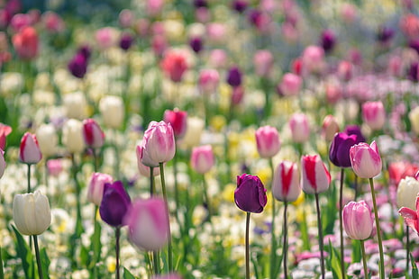 säng av lila-vita-och-rosa kronbladiga blommor, tulpaner, tulpaner, tulpaner, säng, lila, vit, rosa, blommor, jupiter, m42, tulpan, natur, blomma, vår, växt, röd, fält, sommar, utomhus, skönhet i naturen, grön färg, säsong, blomsterrabatt, HD tapet HD wallpaper