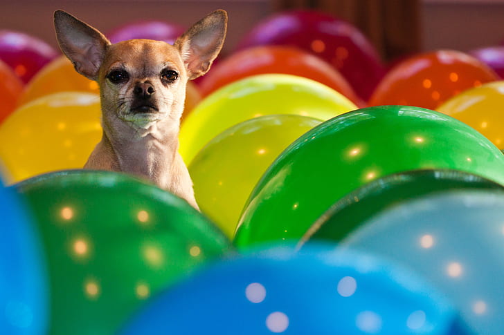 foto av fawn slät Chihuahua hund med diverse ballonger inne i rummet, Ballonger, huey, foto, fawn, slät, Chihuahua hund, rum, chihuahua hund, valp, söt, fest, färgrik, husdjur, roligt, hund, liten, djur, HD tapet