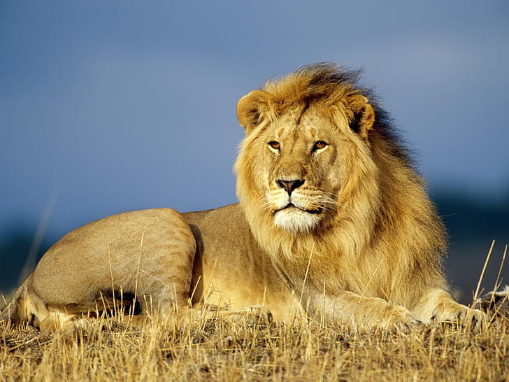 África animal African lion Animales Gatos HD Art, animal, Lion, wild, africa, wildlife, Fondo de pantalla HD
