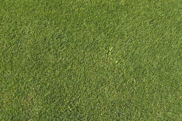 نسيج ، عشب ، أخضر ، بسيط، خلفية HD