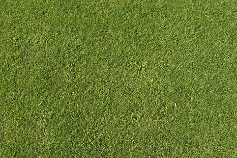 พื้นผิวหญ้าสีเขียวเรียบง่าย, วอลล์เปเปอร์ HD HD wallpaper