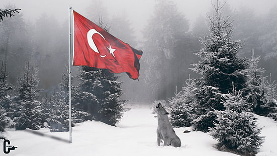 bozkurt, гора, природа, сняг, вълк, HD тапет HD wallpaper