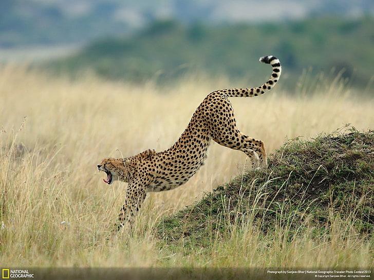 Siap beraksi - National Geographic Wallpaper, cheetah dewasa, Wallpaper HD