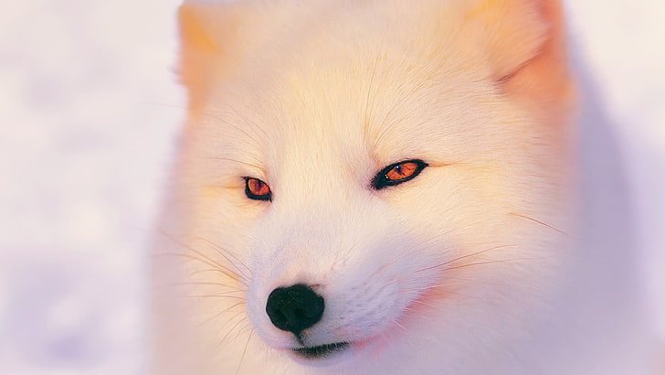 выборочный фокус фотография белой лисы, песца, животных, глаз, HD обои