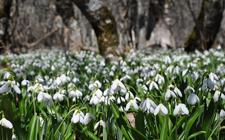 champ de fleurs de perce-neige blanc, perce-neige, fleurs, plantes, printemps, Fond d'écran HD